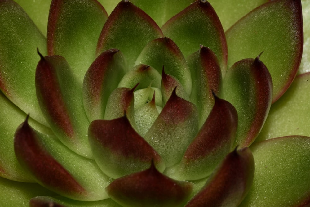 succulent plant