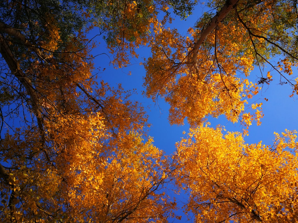 low angle photo of trees