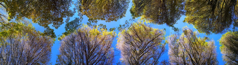 low angle photo of trees