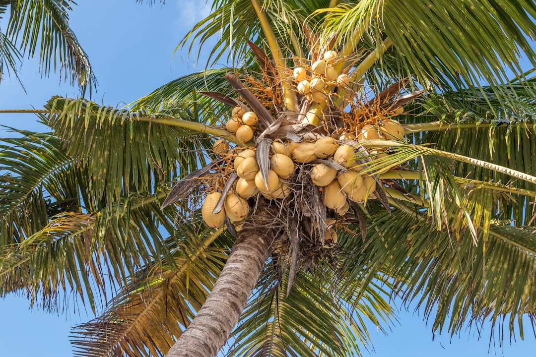 coconut tree