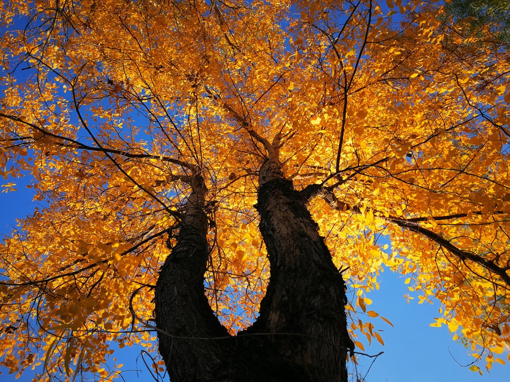 low angle view of tree