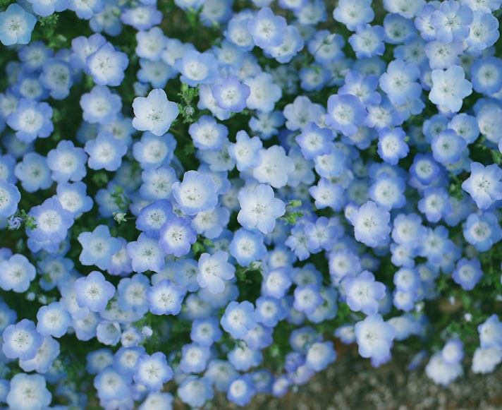 porcelaine-looking light blue flower