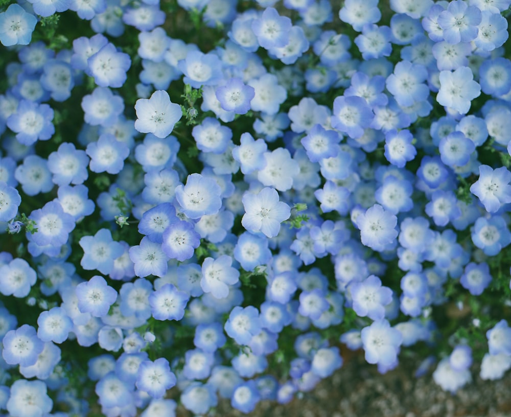 bed of purple-petaled flowers