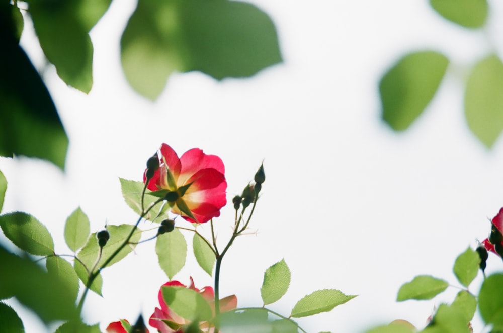 Fotografía de ángulo bajo de Red Rose