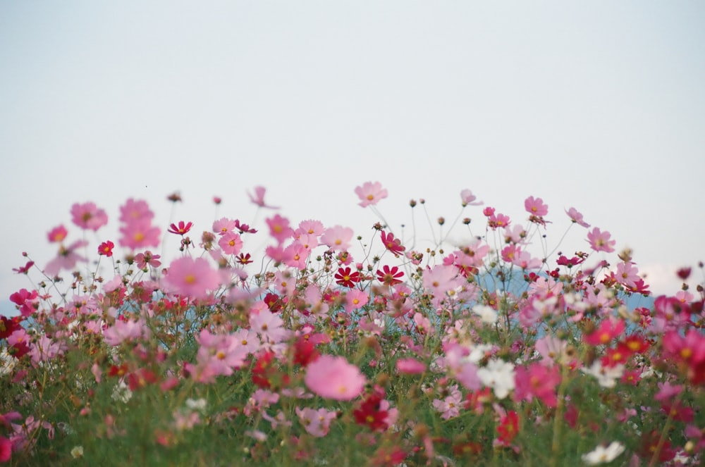 field of flowers