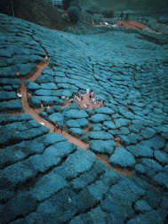 Aerial view of a tea plantation with winding paths through lush green tea bushes. There is a group of people gathered on a small viewing platform in the center of the plantation. The plantation stretches out into the distance, showcasing the uniform rows and organic patterns of the tea bushes.