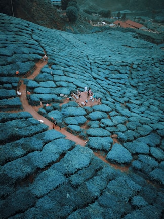 Aerial view of a tea plantation with winding paths through lush green tea bushes. There is a group of people gathered on a small viewing platform in the center of the plantation. The plantation stretches out into the distance, showcasing the uniform rows and organic patterns of the tea bushes.