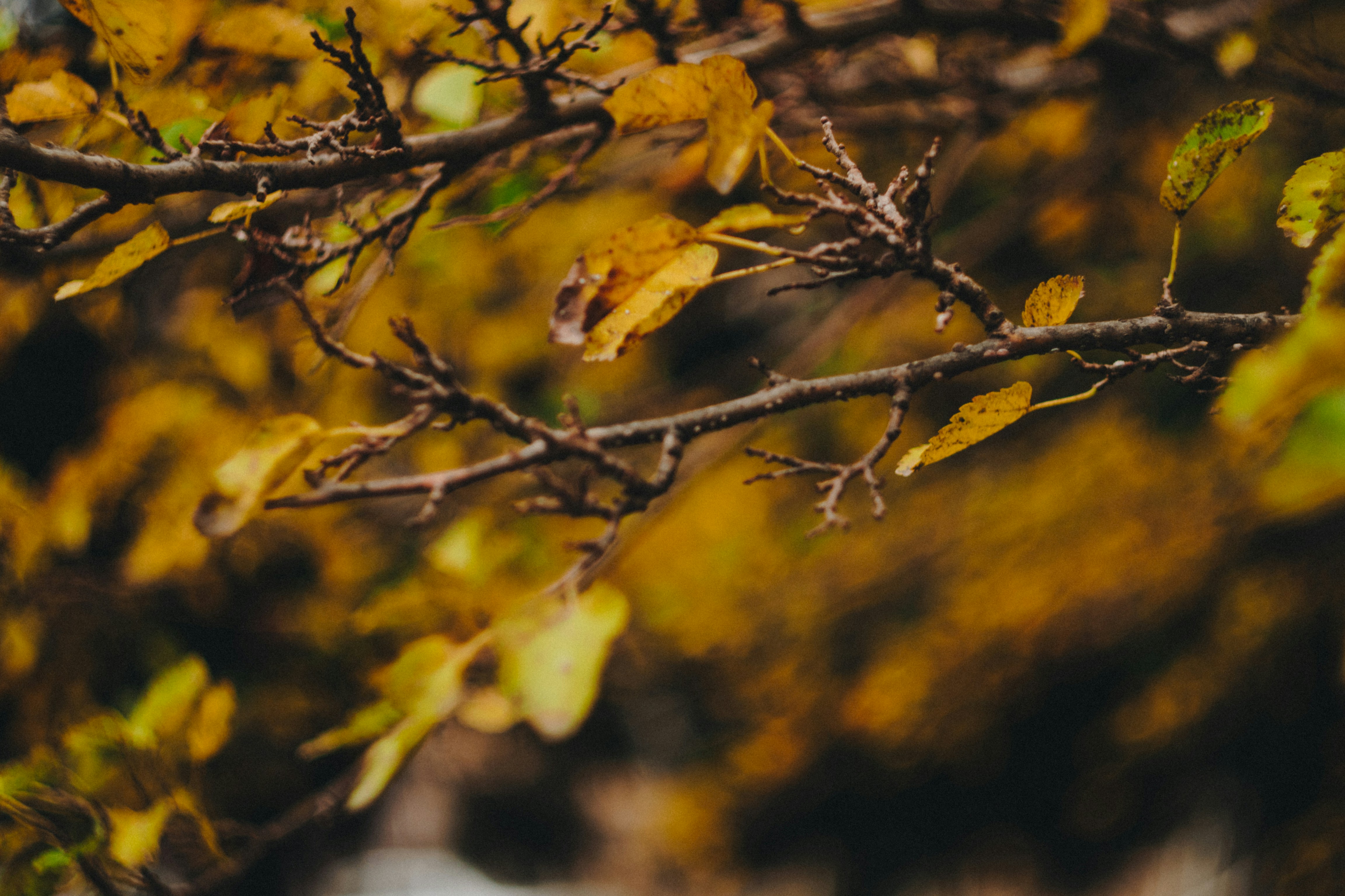 Photo by shabnamdamirova