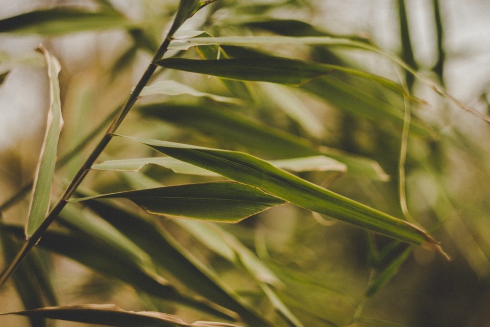 selective focus photography of green-leafed plant