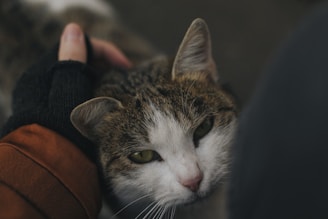 A person gently pets a cat on the head. The cat has white and tabby fur, and its eyes are partially closed, suggesting it is enjoying the attention. The person is wearing a glove and a brown sleeve is visible.