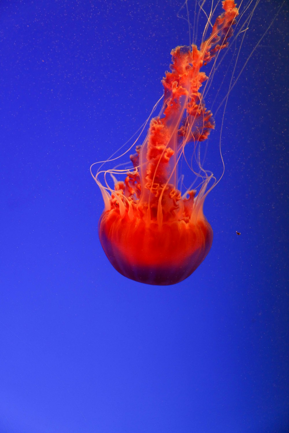 close-up photography of red jellyfish