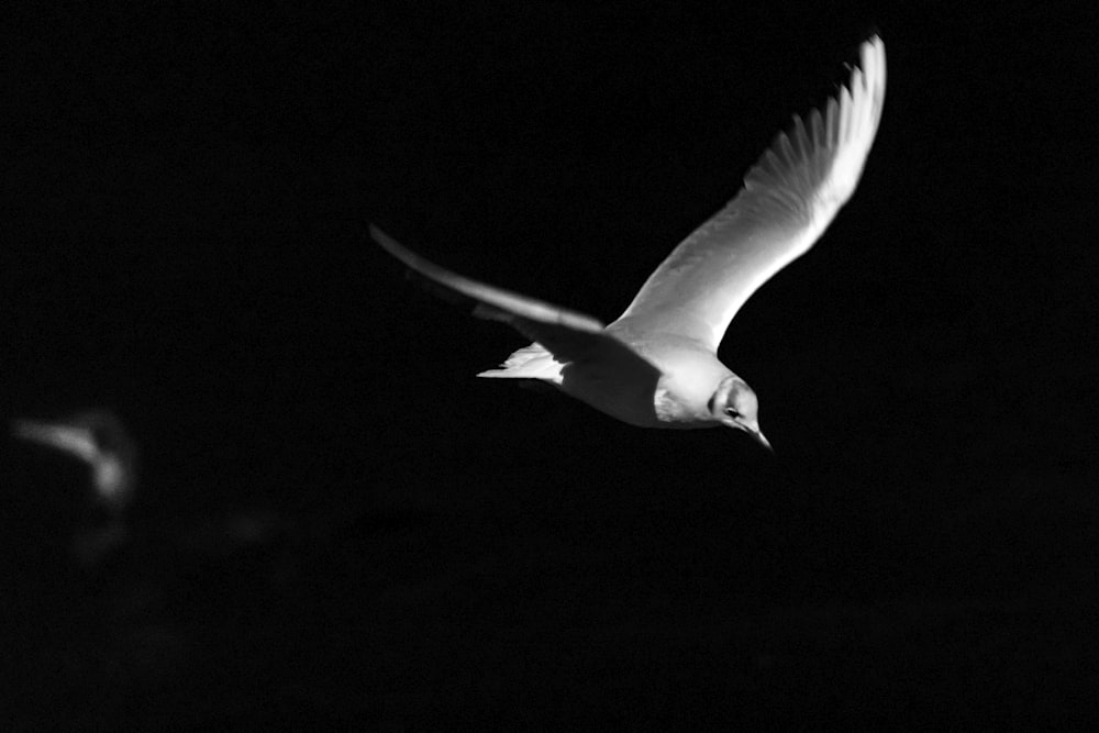 pássaro branco voando