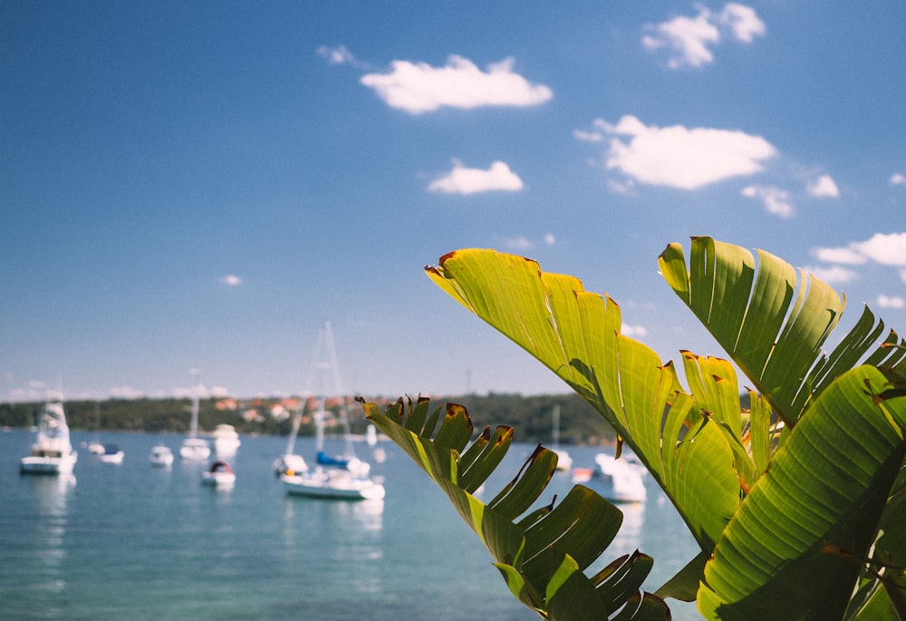 Planta de palma verde junto a los barcos en el mar azul bajo el cielo nublado blanco durante el día