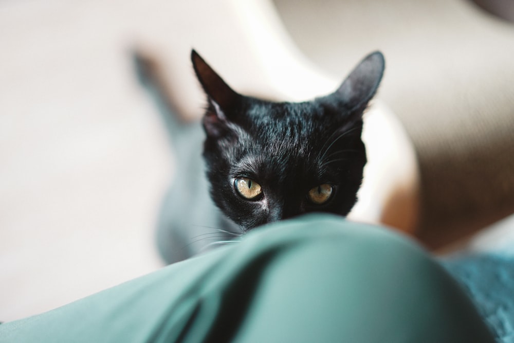 gatto nero accanto al tessuto verde