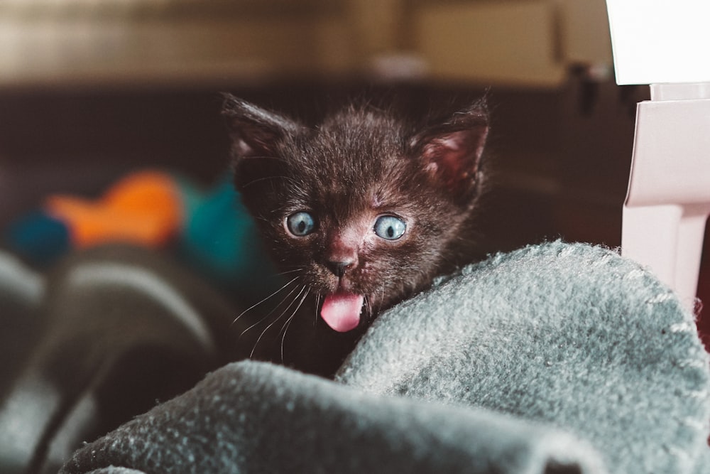 black kitten sticking it tongue