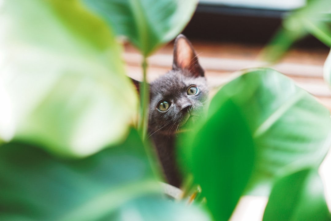 selective focus photography of short-fur black cat