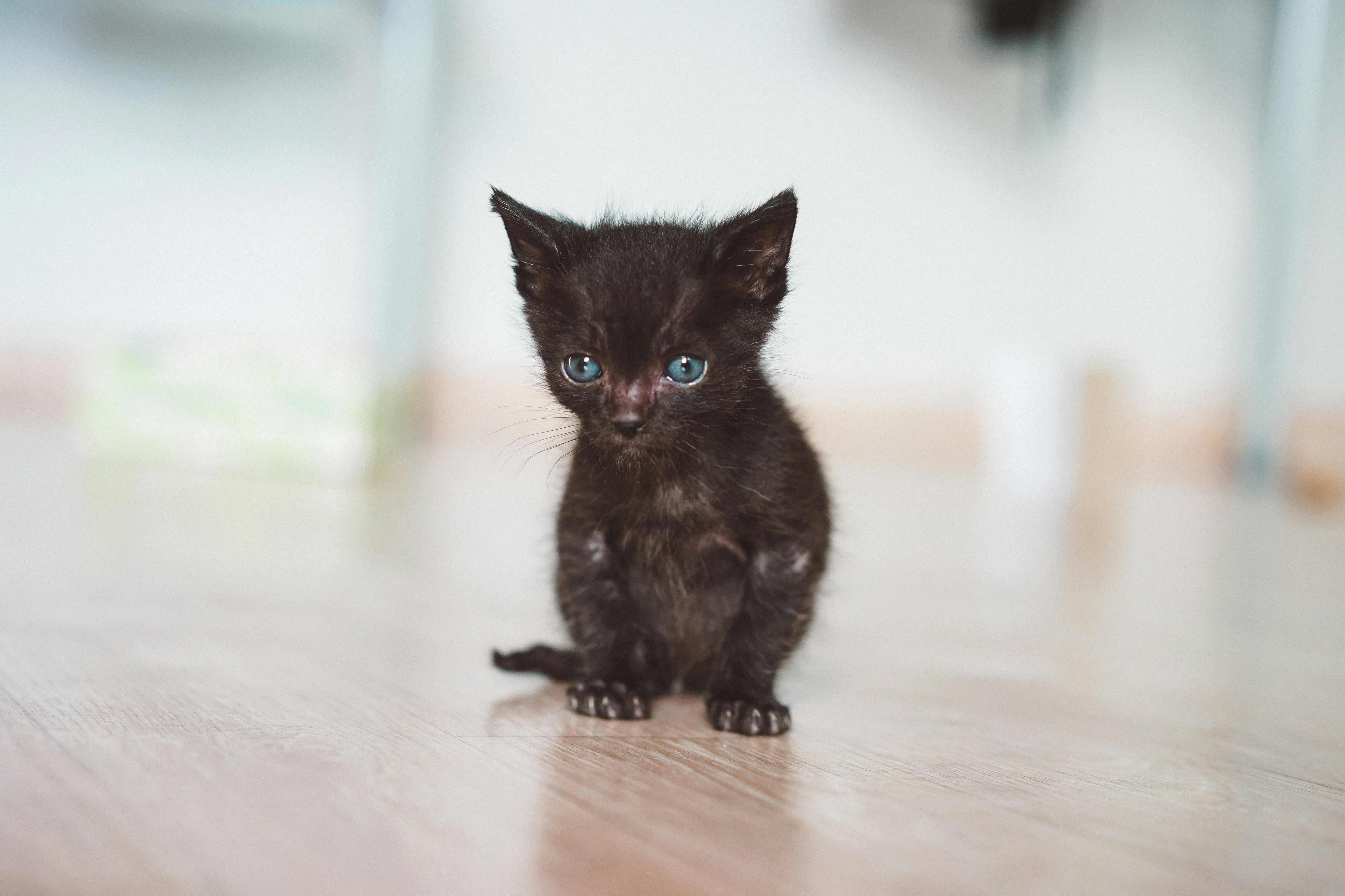 short-fur black kitten on brown wooden surface