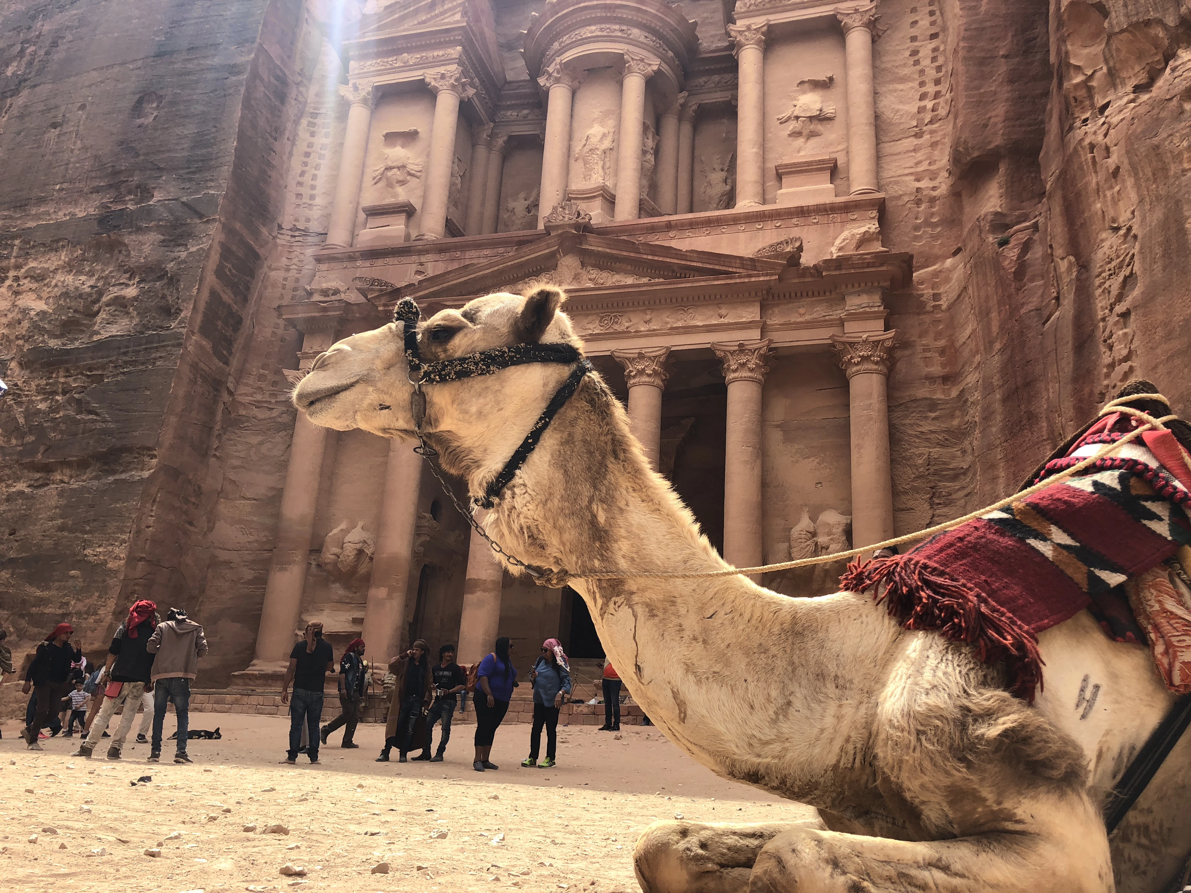 A saddled camel resting in the sand in front of Petra's Treasury, visitors gathered in the shadow of the towering carved facade behind.