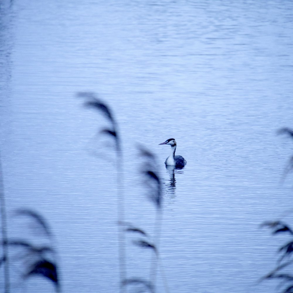 duck on the body of water