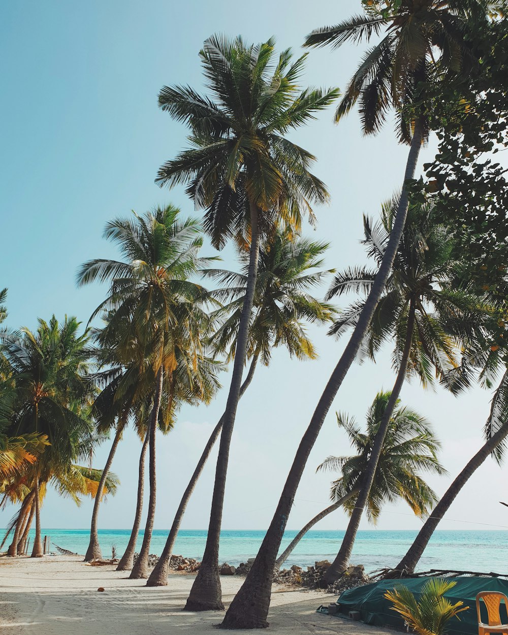 coconut tree near ocean during daytime