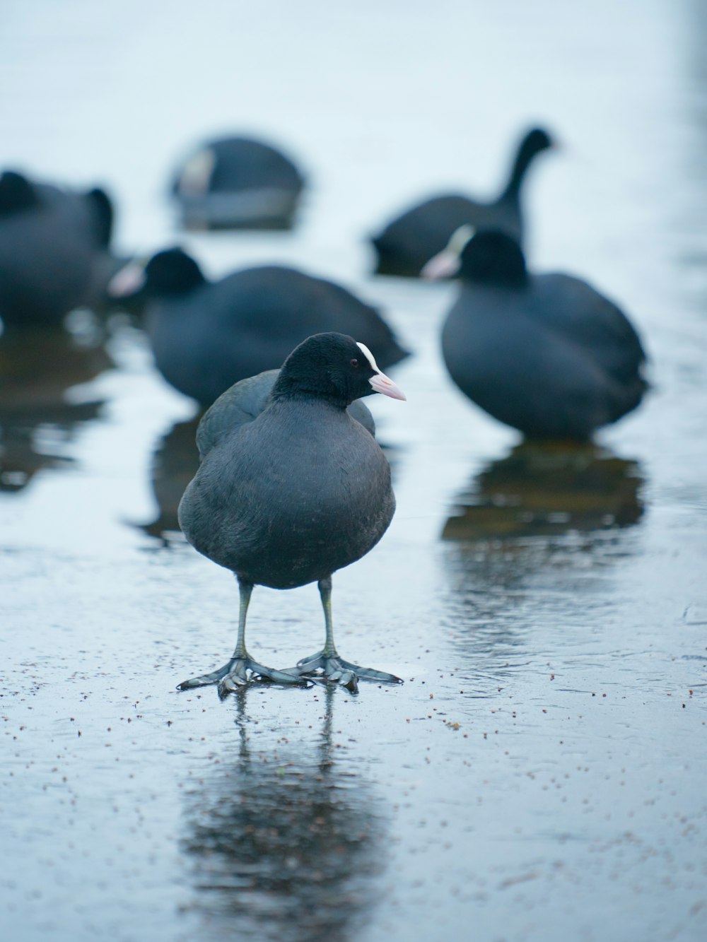 selective focus photography of bird on seashore