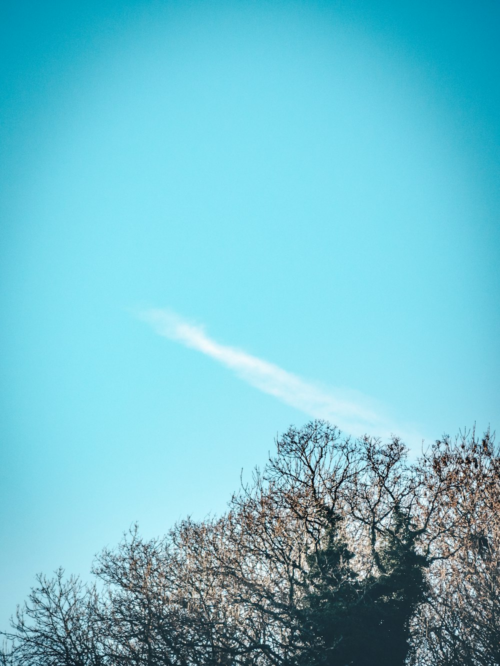 fumo sopra l'albero sotto il cielo blu