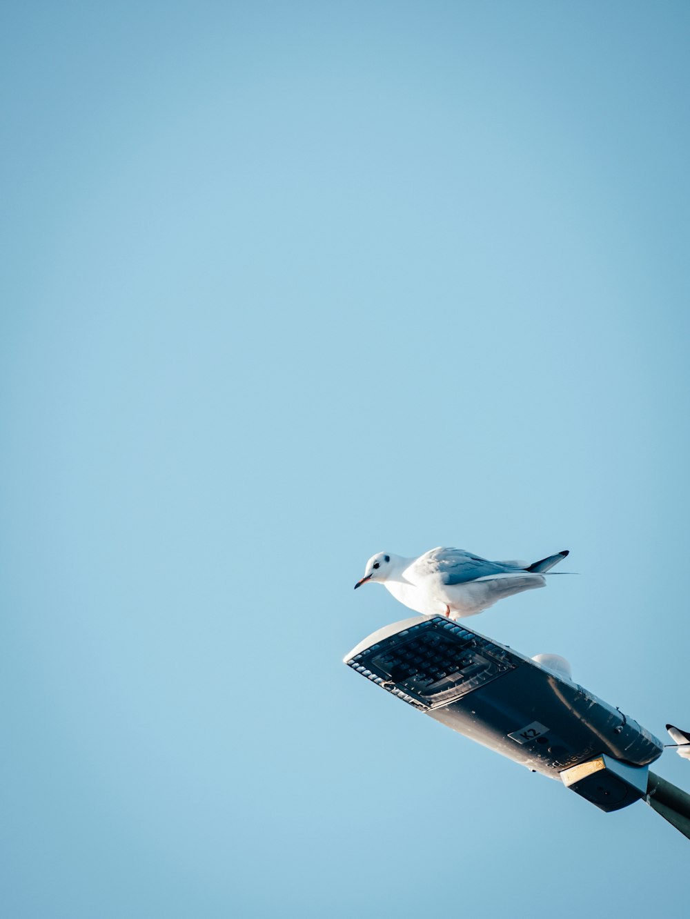 white seagull perching on light post during daytime
