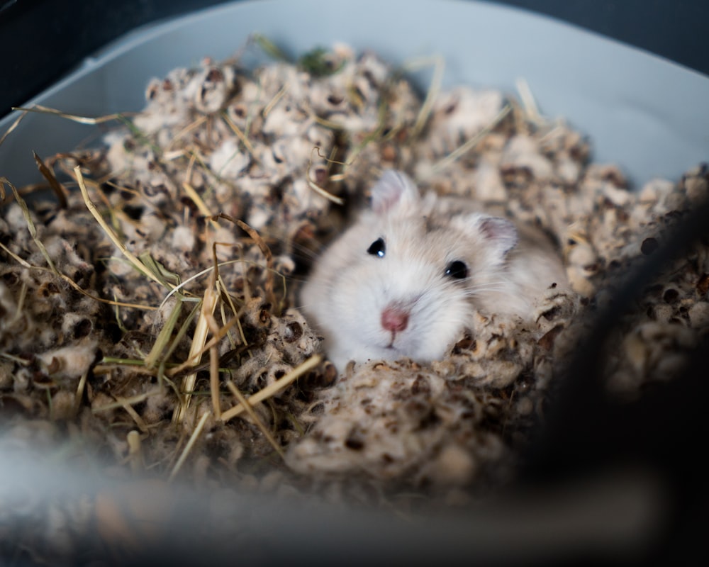 white rodent on cage