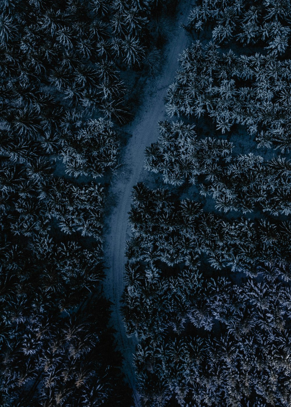 aerial photography of road between trees