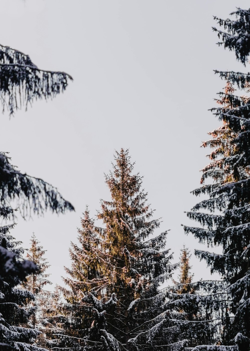 brown and green pine trees under white sky during daytime