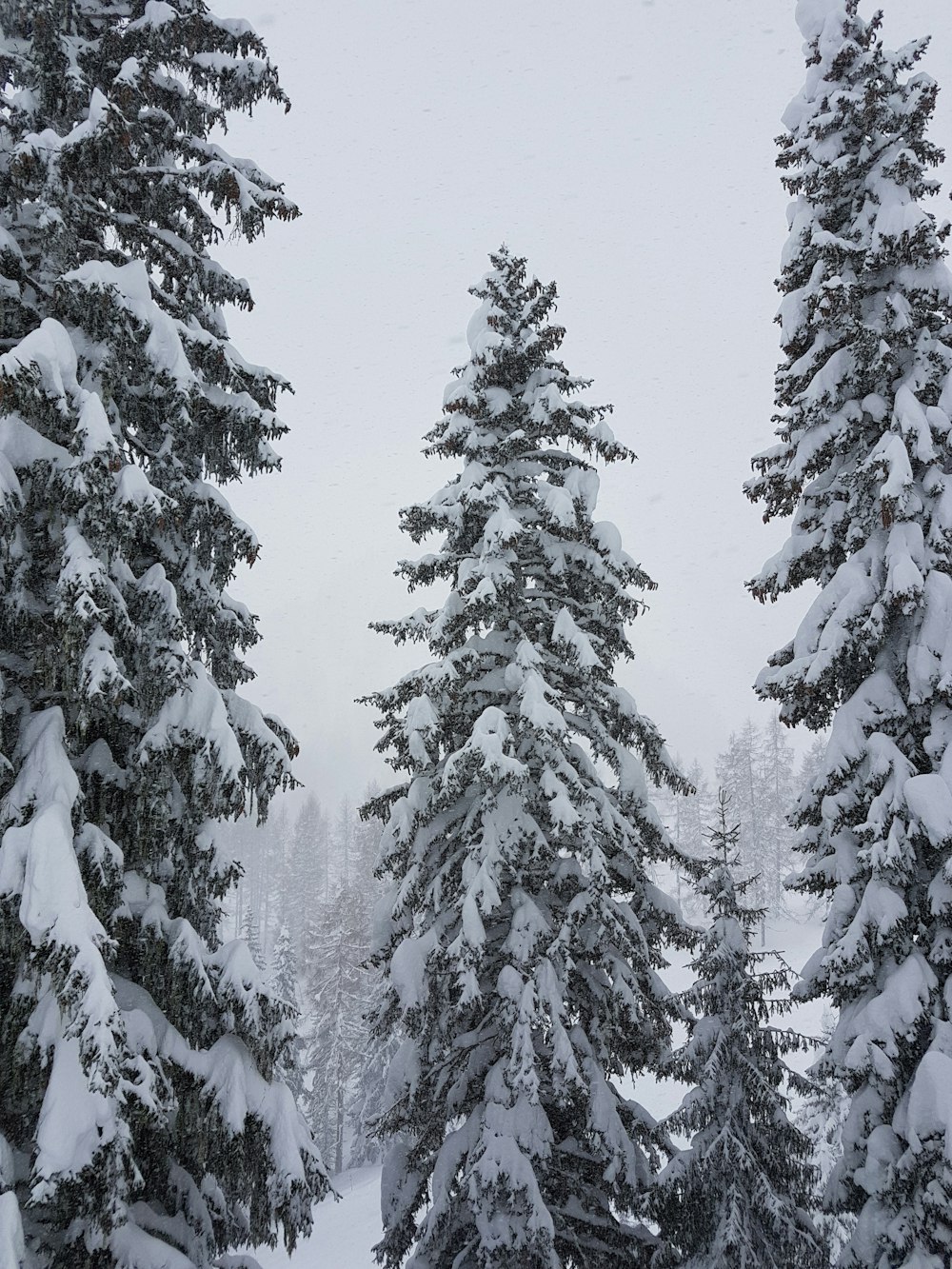 pinheiros cobertos de neve no campo de neve