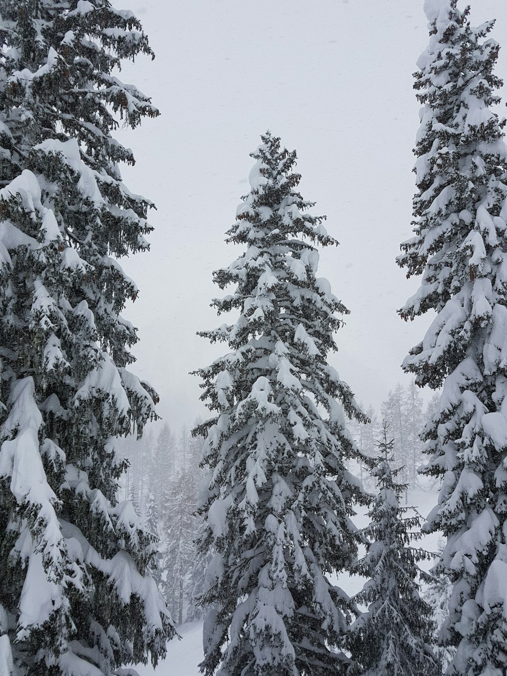 snow covered pine trees on snow field