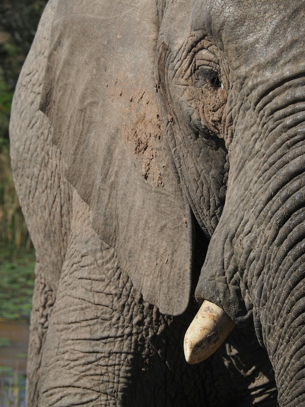 gray elephant during daytime