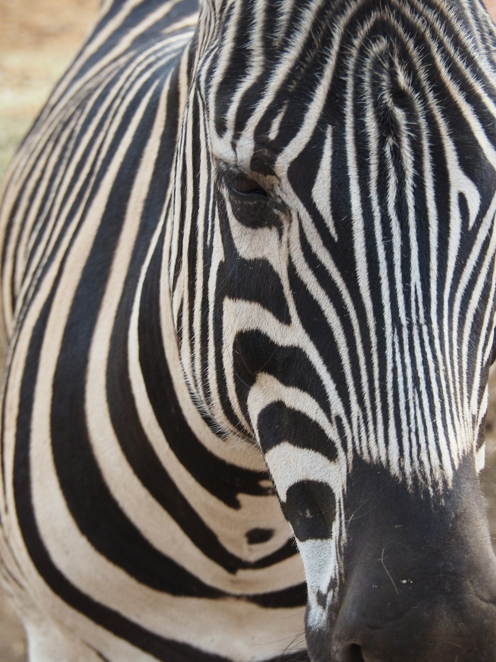 white and black zebra