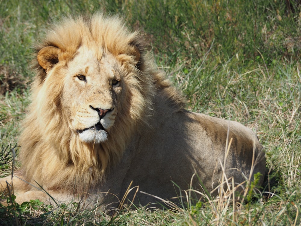 lion laying on ground