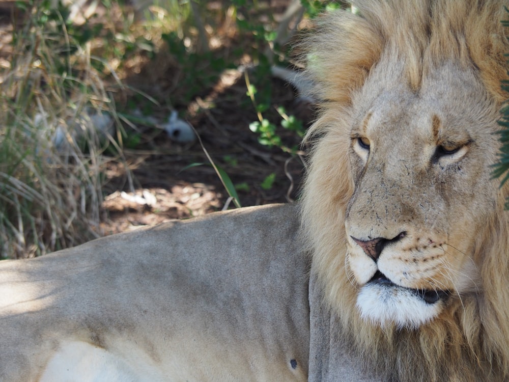 lion mâle couché sur le sol à l’ombre