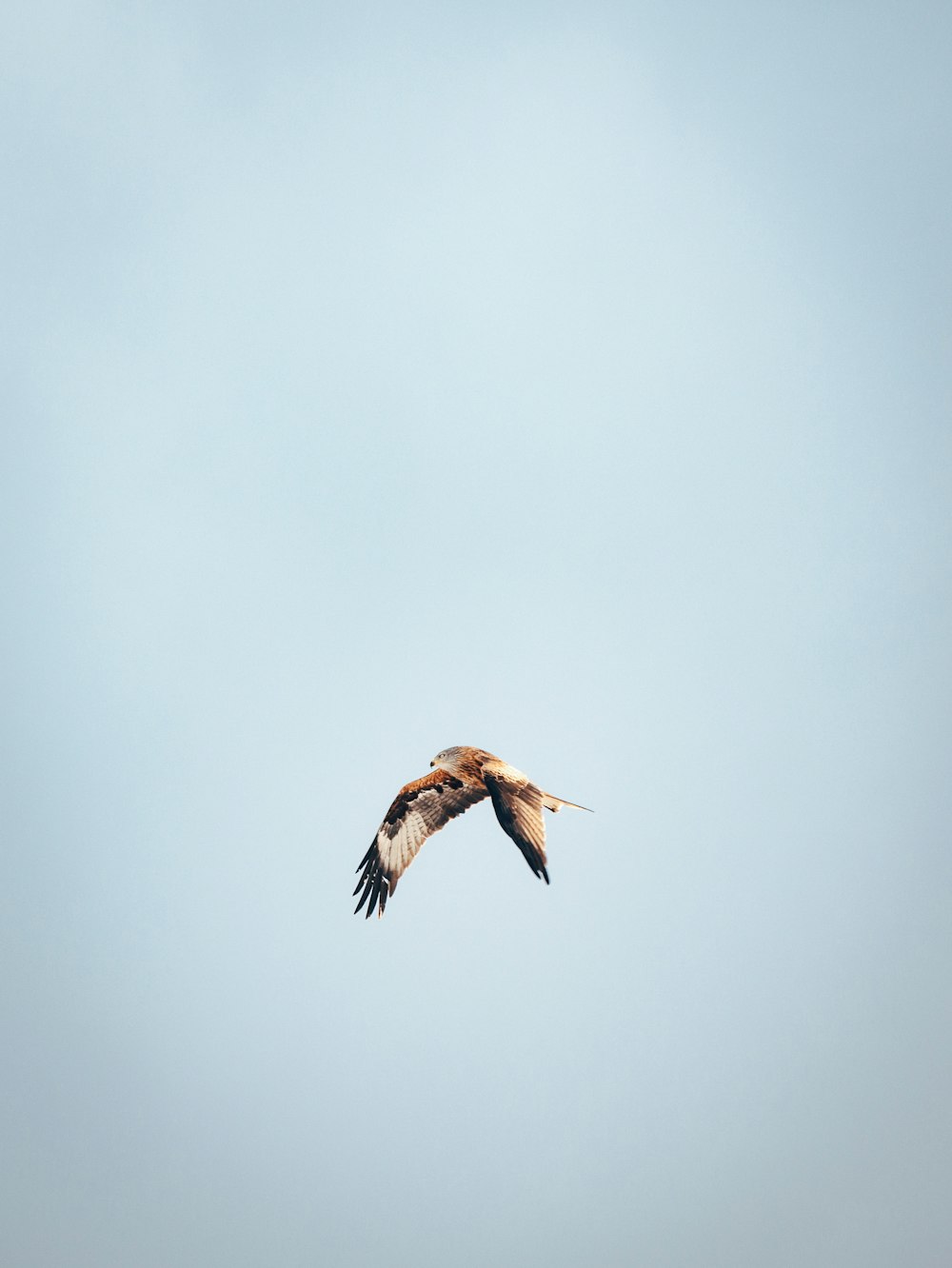 flying brown and white bird during daytime