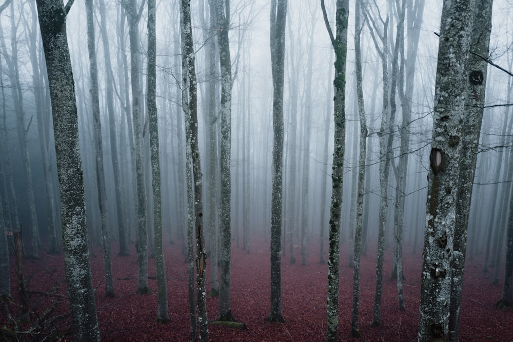 leafless trees with fogs during daytime