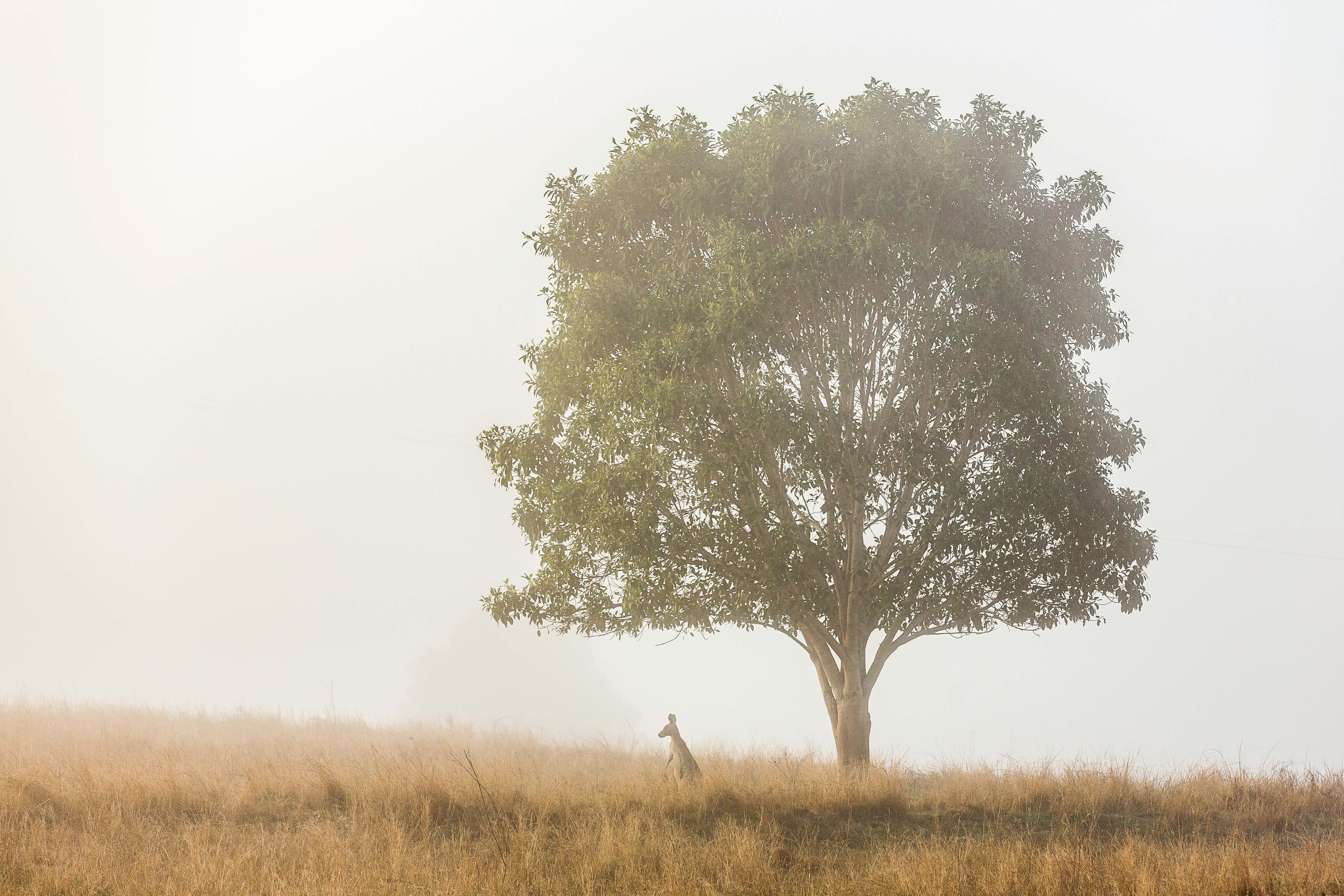 kangaroo standing under tree