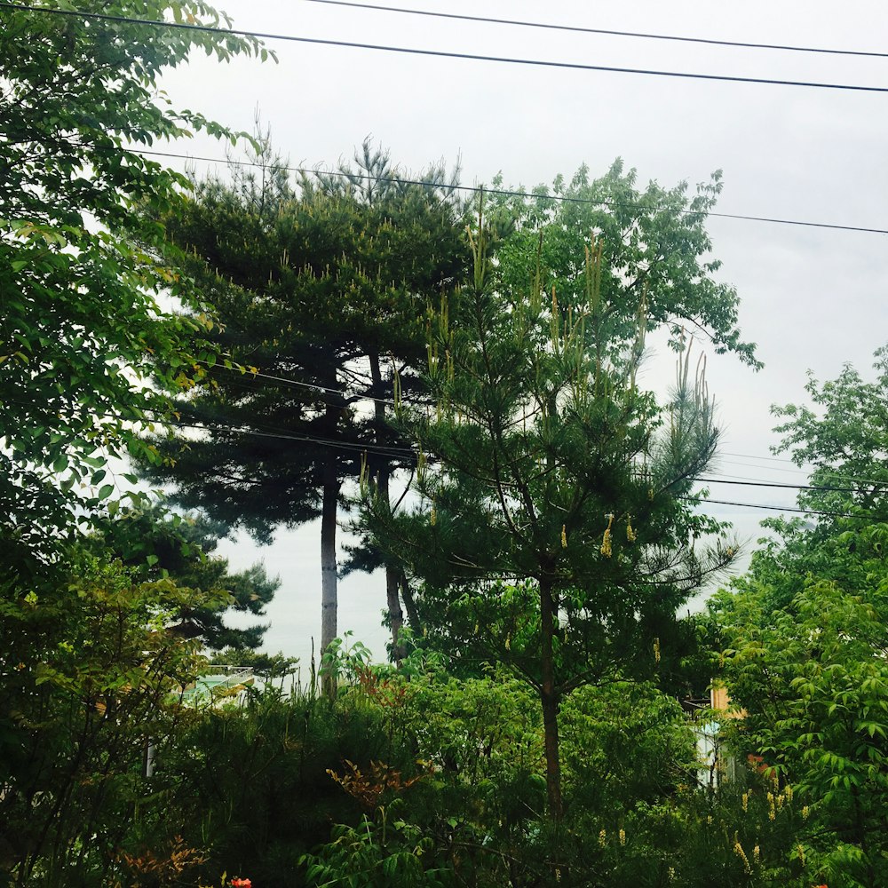 green leaf tree near power lines