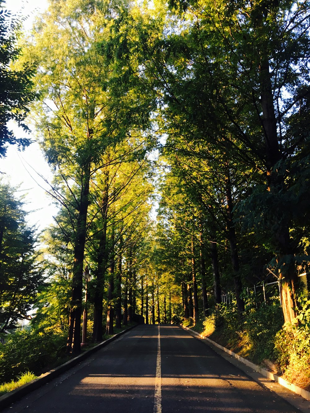 pathway between trees during daytime