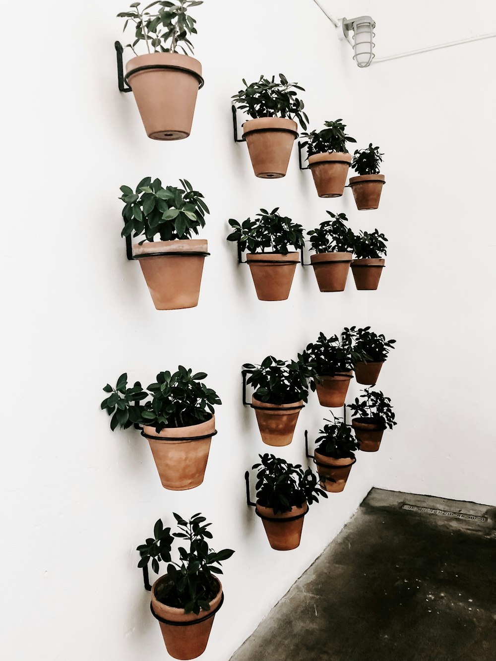 green-leafed potted plants on brown pots