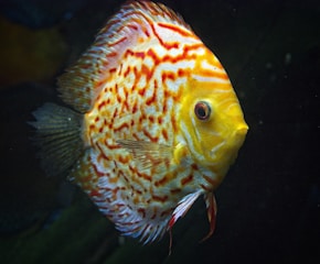yellow and white angel fish with black background
