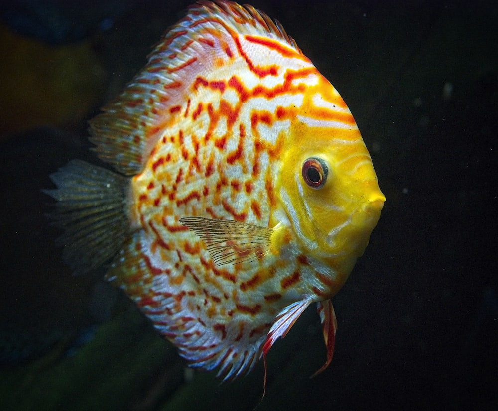 yellow and white angel fish with black background