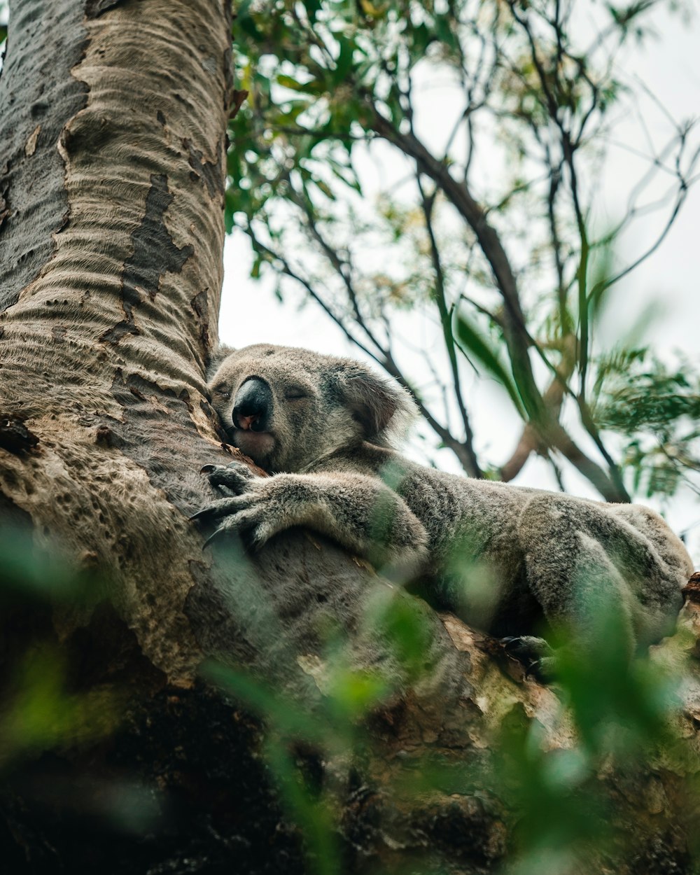 Grauer Koala auf Baum