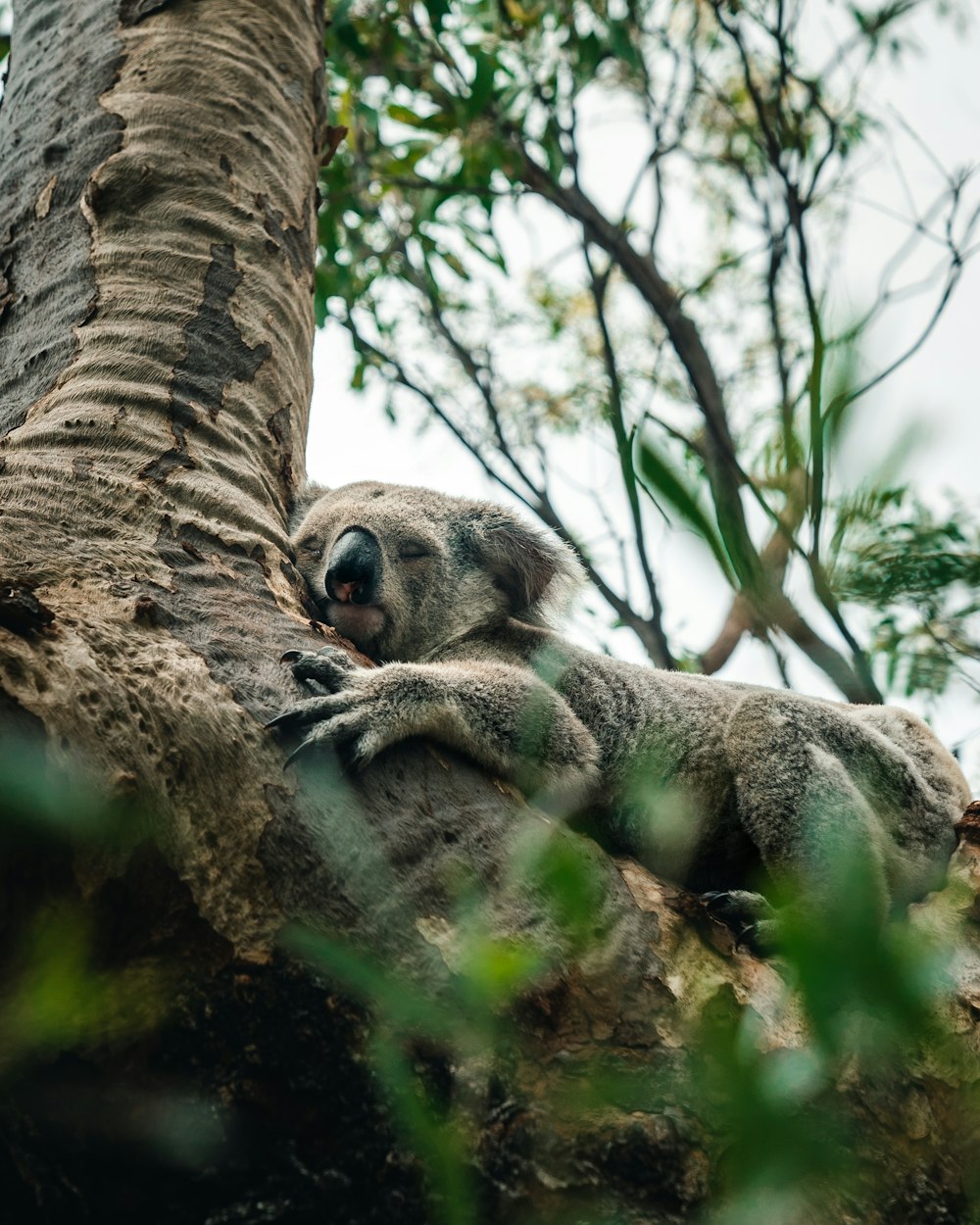 koala gris sur l’arbre