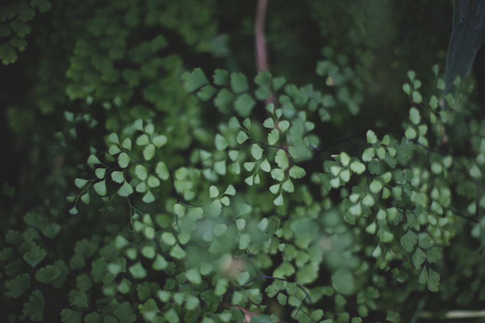 green-leafed plant