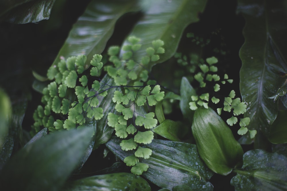 green leaf plant