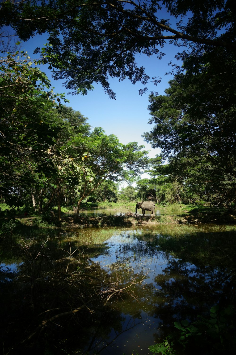 elephant near body of water