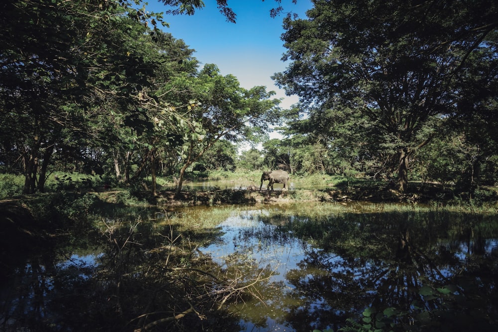 gray elephant near lake between trees at daytime